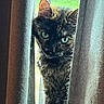 cat, curious, peeking, curtains, green_eyes, window, indoor, feline, fur, portrait, close_up, natural_light, animal, pet, domestic_cat, whiskers, soft_texture, background_blur, looking, face
