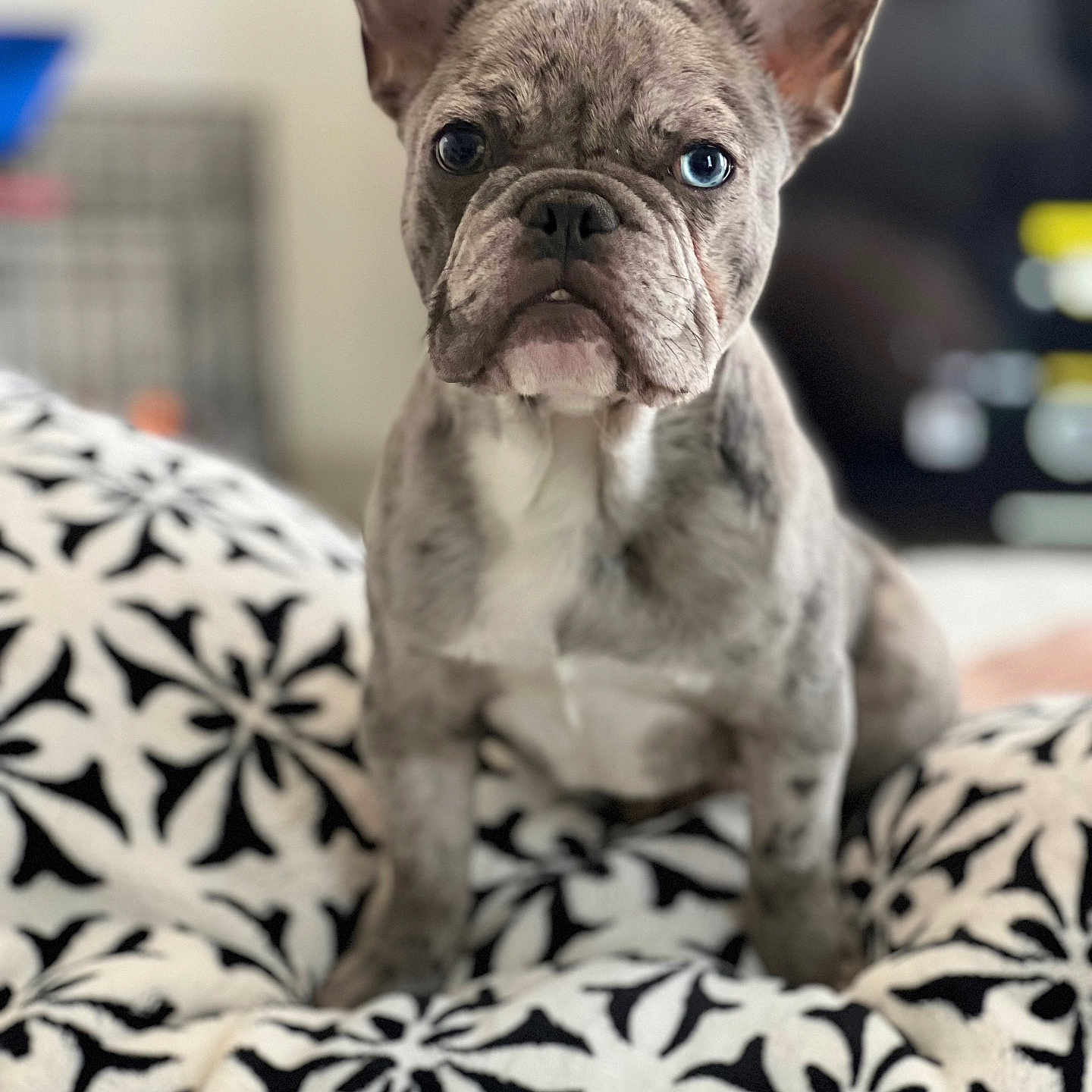 Peanut is registered to the contest to win money with this photo: animal, blanket, boxer, bulldog, canine, dog, frenchbulldog, pet, pitbull, puppy, quilt, whitedog