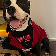 Yuzu participe au concours pour gagner de l'argent avec cette photo : dog, black_and_white, tuxedo, red_bow_tie, pet, indoor, smiling, tongue_out, sitting, furniture, cushion, toy, collar, happy, close_up, canine, domestic_animal, paw, floor, fur