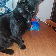 Shylo is registered to the contest to win money with this photo: asian, black_cat, bombay, burmese, carnivore, cat, claw, domestic_short_haired_cat, felidae, german_rex, havana_brown, kitten, korat, mammal, polydactyl_cat, russian_blue, small_to_medium_sized_cats, tail, vertebrate, whiskers