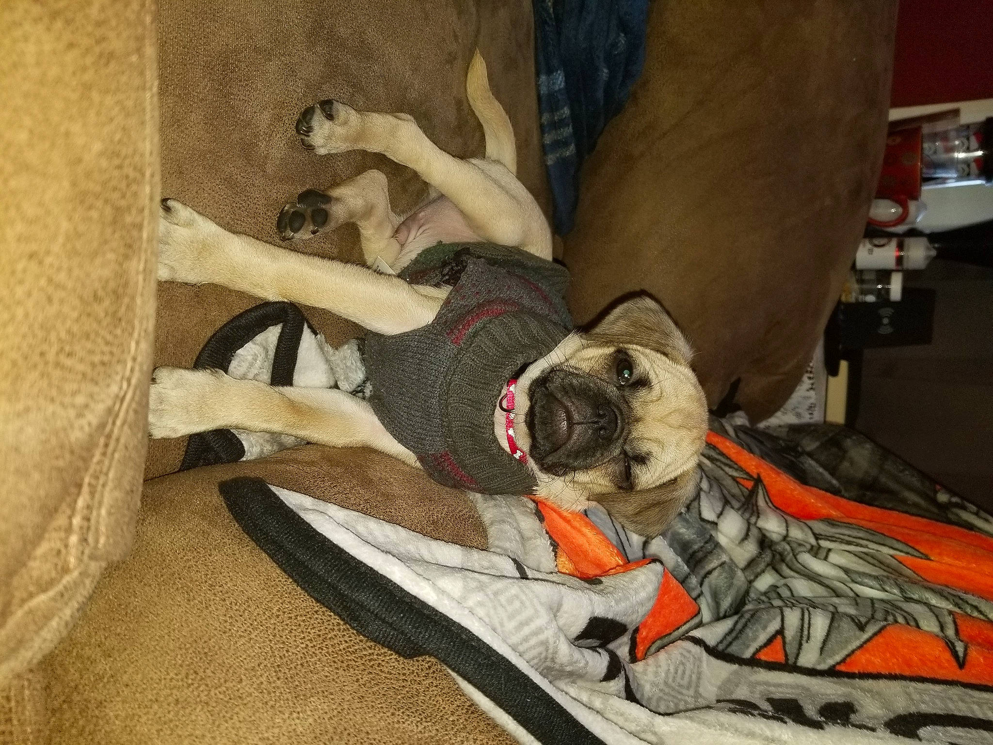 Banjo is registered to the contest to win money with this photo: art, bed, bedding, canidae, carmine, carnivore, comfort, companion_dog, dog, dog_breed, dog_supply, fawn, human_leg, knee, linens, room, sporting_group, thigh, toy_dog, working_animal