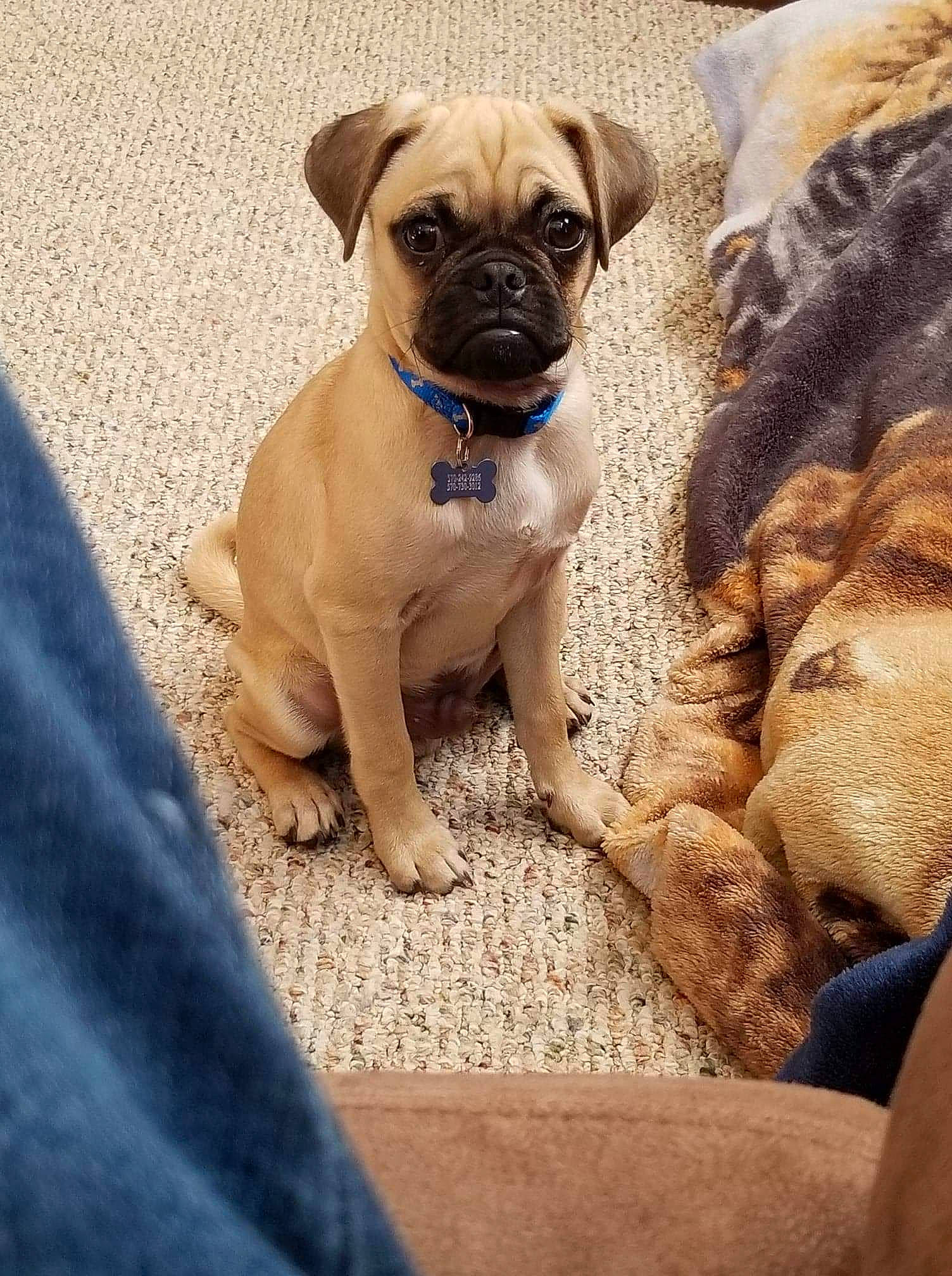 Banjo joined the competition — help win amazing prizes! blue, canidae, carnivore, companion_dog, dog, dog_breed, dog_collar, electric_blue, fawn, plant, pug, puggle, snout, soil, sporting_group, terrestrial_animal, toy_dog, whiskers, working_animal, wrinkle