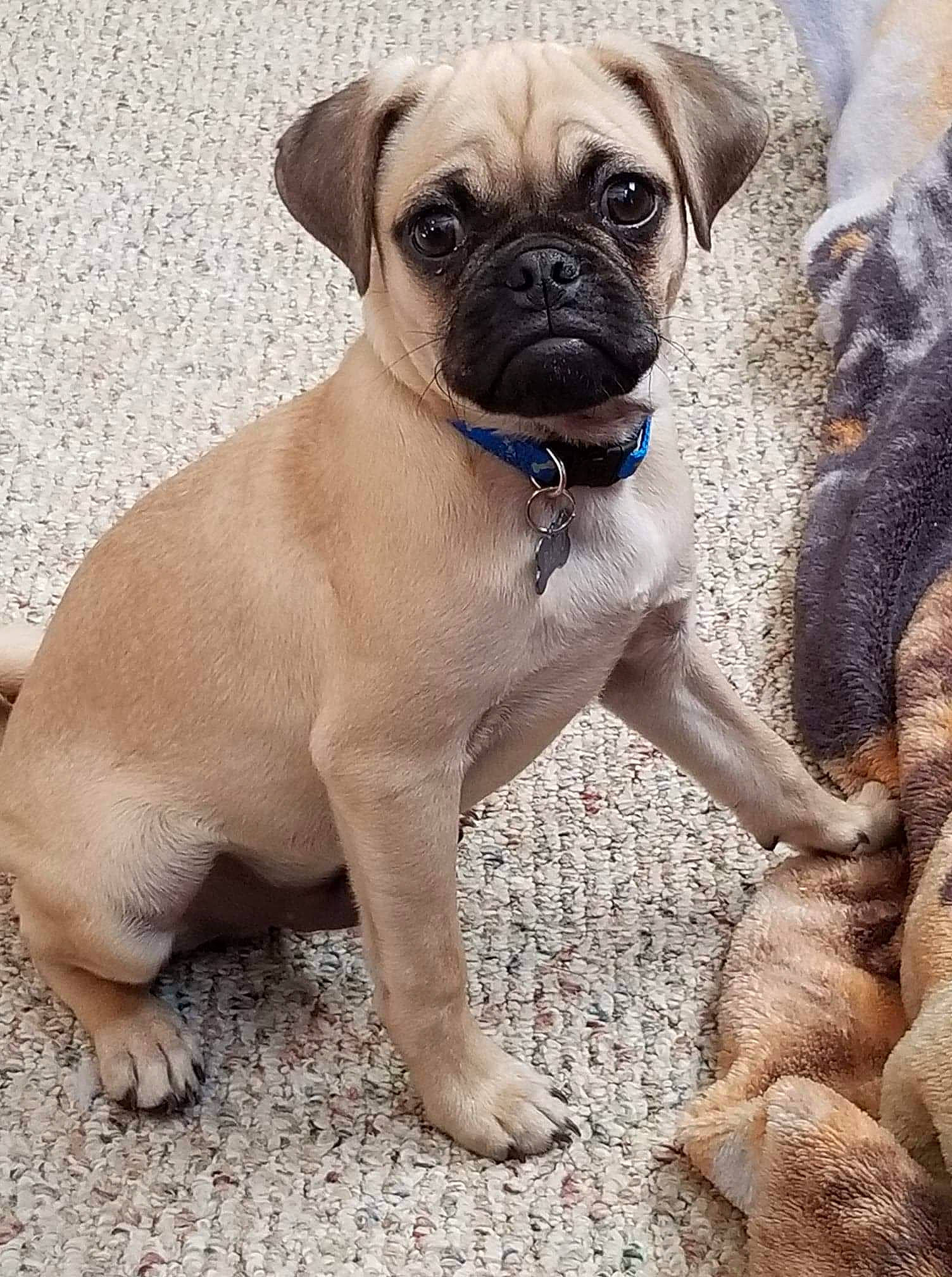 Banjo joined the competition — help win amazing prizes! ancient_dog_breeds, canidae, carnivore, companion_dog, dog, dog_breed, fawn, fur, molosser, non_sporting_group, paw, pug, puppy, snout, sporting_group, terrestrial_animal, toy_dog, whiskers, working_animal, wrinkle