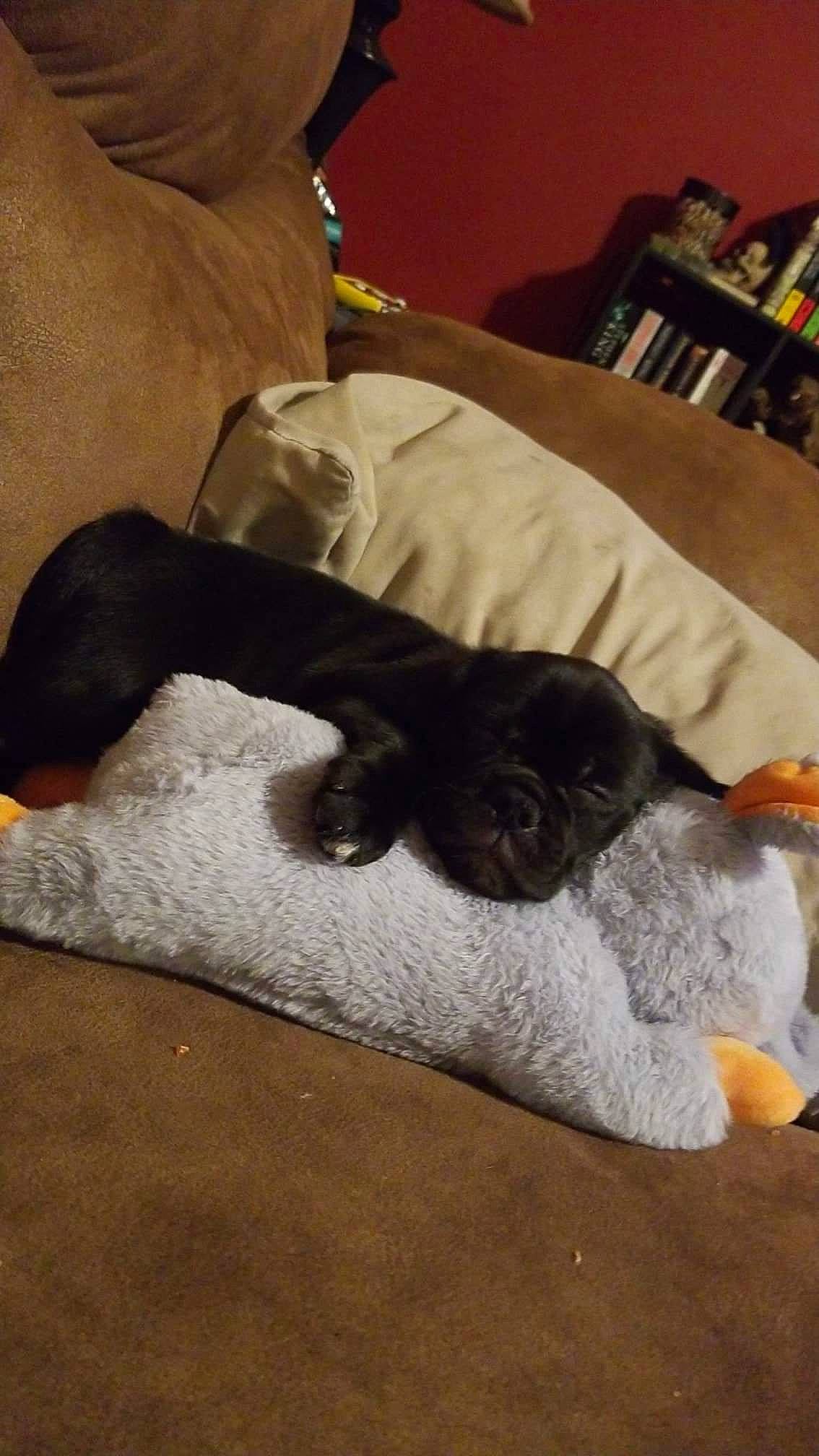 Yoshi joined the competition — help win amazing prizes! brown, carnivore, cat, comfort, companion_dog, dog_breed, fawn, felidae, floor, flooring, fur, furniture, grey, hardwood, linens, small_to_medium_sized_cats, sporting_group, tail, whiskers, wood