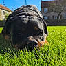 animal, black_and_tan, blue_sky, canine, close_up, dog, grass, greenery, houses, lawn, lying_down, neighborhood, outdoor, pet, photography, portrait, puppy, rottweiler, sunny, yard