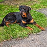 Odin a rejoint le concours — aidez-le/la à gagner de superbes lots ! alert, animal, black_and_tan, canine, daylight, dog, floppy_ears, fur, grass, large_dog, lawn, lying_down, outdoor, park, path, pavement, pet, portrait, relaxed, rottweiler