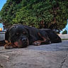 Odin a rejoint le concours — aidez-le/la à gagner de superbes lots ! animal, black_and_brown, daylight, dog, garden, hedge, lying_down, outdoor, pavement, paws, pet, portrait, relaxed, residential, rottweiler, sleeping, snout, trees, wall, yard