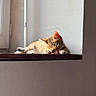 Zina participe au concours pour gagner de l'argent avec cette photo : animal, cat, cozy, cute, ears, feline, fur, home, indoor, paws, peaceful, pet, quiet, relaxation, resting, sleeping, sunlight, tabby, whiskers, windowsill