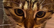 Zina participe au concours pour gagner de l'argent avec cette photo : animal, brown, cat, close_up, curious, cute, ears, eyes, feline, flower, indoor, nature, nose, pet, pink_flower, sniffing, soft_light, striped, tabby_cat, whiskers