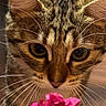 animal, brown, cat, close_up, curious, cute, ears, eyes, feline, flower, indoor, nature, nose, pet, pink_flower, sniffing, soft_light, striped, tabby_cat, whiskers