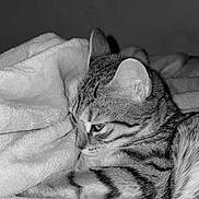 Zina a rejoint le concours — aidez-le/la à gagner de superbes lots ! animal, black_and_white, blanket, cat, closeup, comfort, cozy, cute, ears, fur, indoor, mammal, pet, relaxed, resting, sleeping, soft_texture, striped, tabby_cat, whiskers