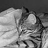 animal, black_and_white, blanket, cat, closeup, comfort, cozy, cute, ears, fur, indoor, mammal, pet, relaxed, resting, sleeping, soft_texture, striped, tabby_cat, whiskers