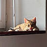 Zina participe au concours pour gagner de l'argent avec cette photo : animal, cat, curious, cute, ears, feline, fur, indoor, kitten, light, paws, pet, relaxing, resting, shadow, tabby, tongue_out, whiskers, windowsill, young