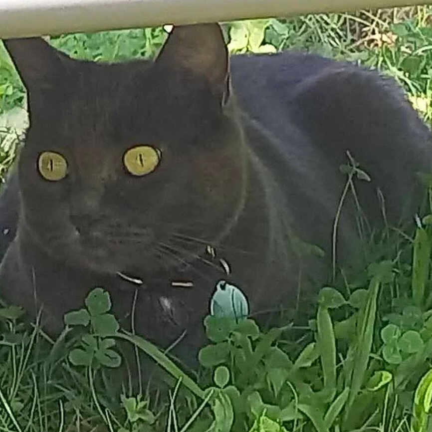 Moonlight a rejoint le concours — aidez-le/la à gagner de superbes lots ! animal, black_cat, cat, closeup, collar, crouching, domestic_animal, eyes, feline, grass, greenery, leaf, mammal, nature, outdoor, pet, plant, shadow, sunlight, whiskers