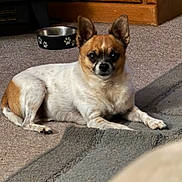 Couper is registered to the contest to win money with this photo: dog, chihuahua, small_dog, pet, carpet, rug, dog_bowl, metal_bowl, wooden_cabinet, furniture, indoor, lying_down, ears, brown_and_white, staring, portrait, cozy, home, domestic_animal, cute