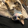 Boo is registered to the contest to win money with this photo: animal, bedroom, blanket, cat, collar, cozy, curious, cute, domestic, feline, fur, indoor, lying_down, pet, playful, relaxed, resting, soft_texture, tabby, whiskers