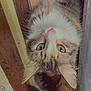 Boo is registered to the contest to win money with this photo: cat, tabby, green_eyes, indoor, wooden_floor, curious, pet, feline, close_up, whiskers, ears, fur, animal, looking_up, domestic, cozy, home, floor, cute, portrait