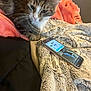 Boo is registered to the contest to win money with this photo: animal, bed, blanket, cat, closeup, comfort, cozy, cute, domestic, feline, fur, indoor, pet, relaxing, resting, smartphone, soft, tabby, textile, whiskers