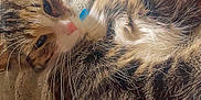 Boo is registered to the contest to win money with this photo: cat, tabby_cat, pet, feline, fur, whiskers, relaxed, sleepy, blanket, texture, beige, close_up, indoor, cozy, resting, cute, animal, mammal, soft, domestic_animal