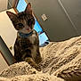 animal, blanket, cat, collar, cozy, curious, domestic, door, face, fur, furniture, household, indoor, looking, mammal, paws, pet, room, tabby, whiskers