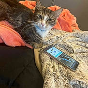 Boo joined the competition — help win amazing prizes! animal, bed, beige_blanket, blanket, cat, closeup, collar, comfortable, cozy, curious, ears, fur, indoor, orange_blanket, pet, resting, smartphone, tabby, technology, whiskers