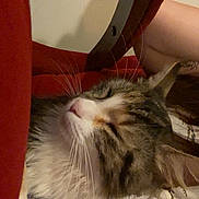 Boo is registered to the contest to win money with this photo: cat, close_up, fluffy, whiskers, relaxed, indoor, furniture, blanket, pattern, red, comfort, pet, animal, sleepy, face, ears, white, brown, tabby, home