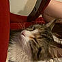 cat, close_up, fluffy, whiskers, relaxed, indoor, furniture, blanket, pattern, red, comfort, pet, animal, sleepy, face, ears, white, brown, tabby, home