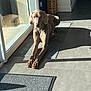 Perle participe au concours pour gagner de l'argent avec cette photo : dog, indoor, sunlight, stretching, rug, tile_floor, sliding_door, shadow, basket, calm, relaxed, brown_dog, pet, home, flooring, natural_light, animal, resting, quiet, modern_interior