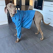 Perle participe au concours pour gagner de l'argent avec cette photo : dog, denim_shirt, indoor, kitchen, tile_floor, curious, pet, canine, domestic_animal, clothing, standing, looking_away, modern_interior, appliances, chair, door, cabinet, tail, ears, floor