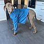dog, denim_shirt, indoor, kitchen, tile_floor, curious, pet, canine, domestic_animal, clothing, standing, looking_away, modern_interior, appliances, chair, door, cabinet, tail, ears, floor