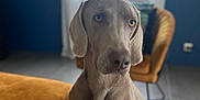 Perle participe au concours pour gagner de l'argent avec cette photo : dog, weimaraner, indoor, pet, animal, sitting, chair, window, curtains, blue_wall, floor, furniture, canine, portrait, looking, ears, snout, fur, domestic, calm