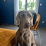 dog, weimaraner, indoor, pet, animal, sitting, chair, window, curtains, blue_wall, floor, furniture, canine, portrait, looking, ears, snout, fur, domestic, calm