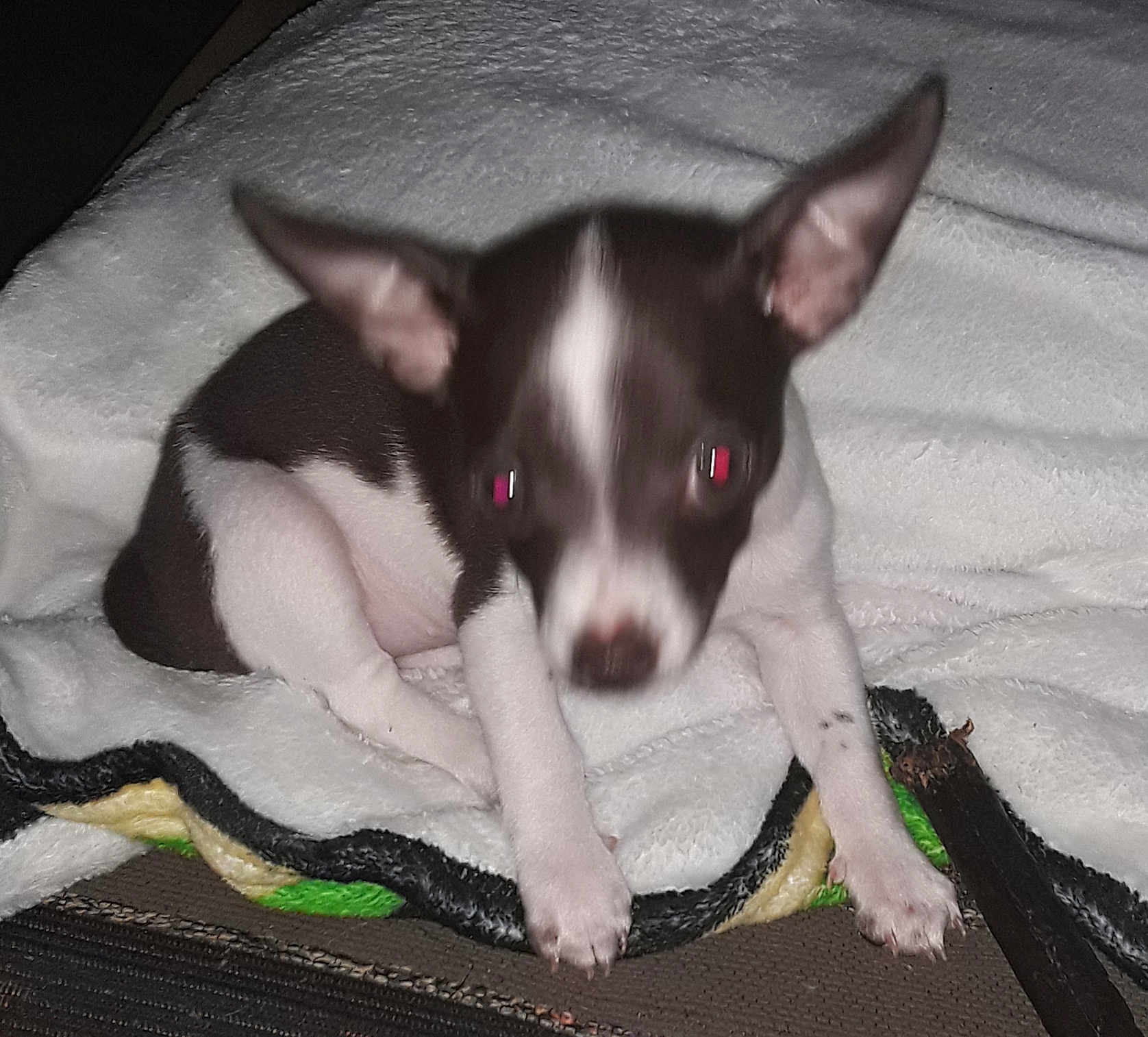 Biscuit is registered to the contest to win money with this photo: puppy, dog, black_and_white, small_dog, blanket, indoor, pet, animal, cute, red_eye, fuzzy, curious, sitting, fur, ears, paw, cozy, resting, young, companion