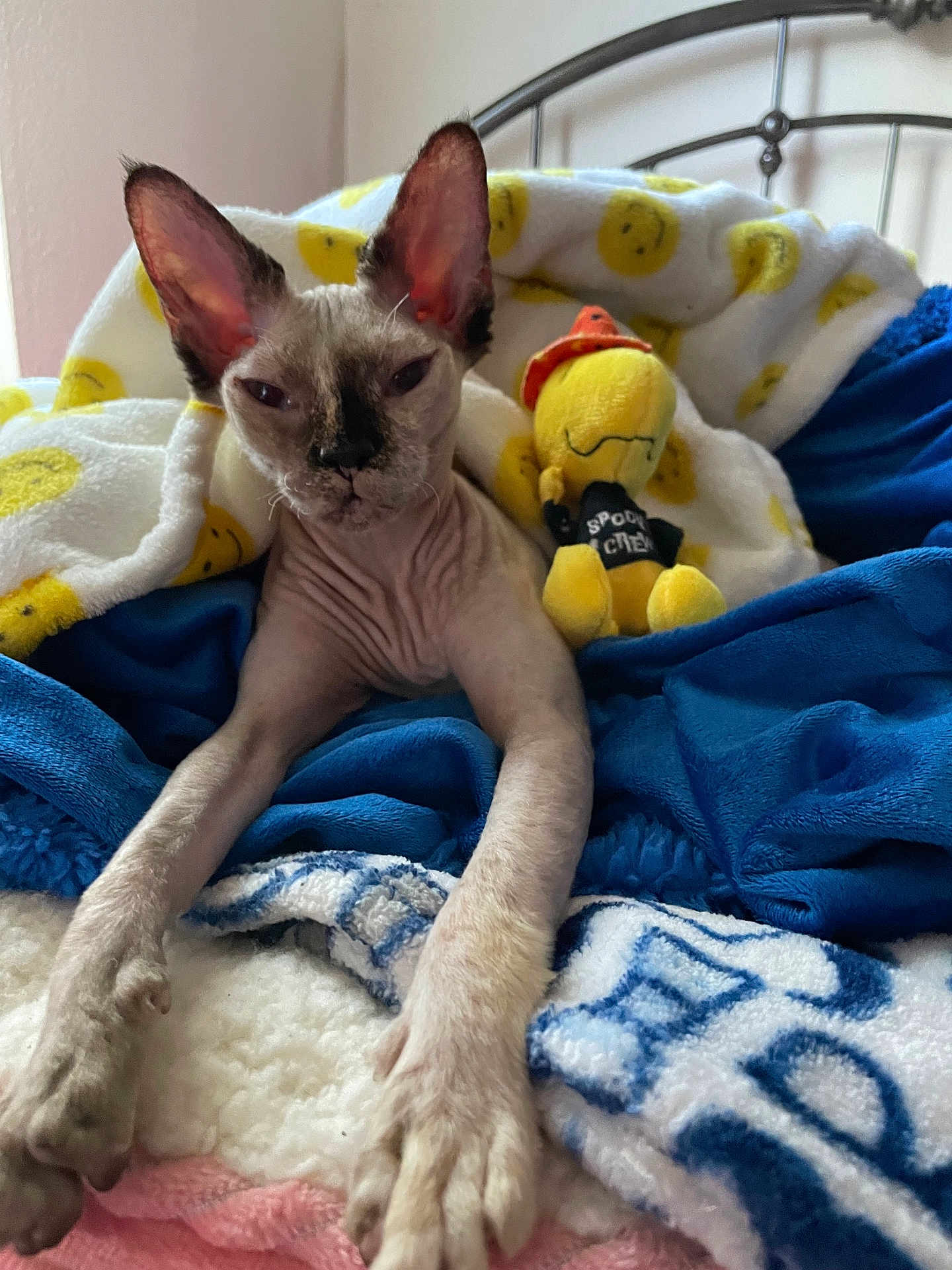 Fiona joined the competition — help win amazing prizes! sphynx_cat, cat, hairless_cat, bed, blanket, plush_toy, yellow, blue, white, pink, furniture, indoor, pet, sleepy, cute, cozy, stretching, animal, soft, relaxing