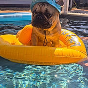 Guizmo participe au concours pour gagner de l'argent avec cette photo : dog, pug, hat, inflatable_ring, pool, water, sunlight, outdoor, summer, pet, animal, floating, backyard, swimming_pool, fun, cute, sunny, recreation, relaxation, leisure
