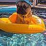dog, pug, hat, inflatable_ring, pool, water, sunlight, outdoor, summer, pet, animal, floating, backyard, swimming_pool, fun, cute, sunny, recreation, relaxation, leisure