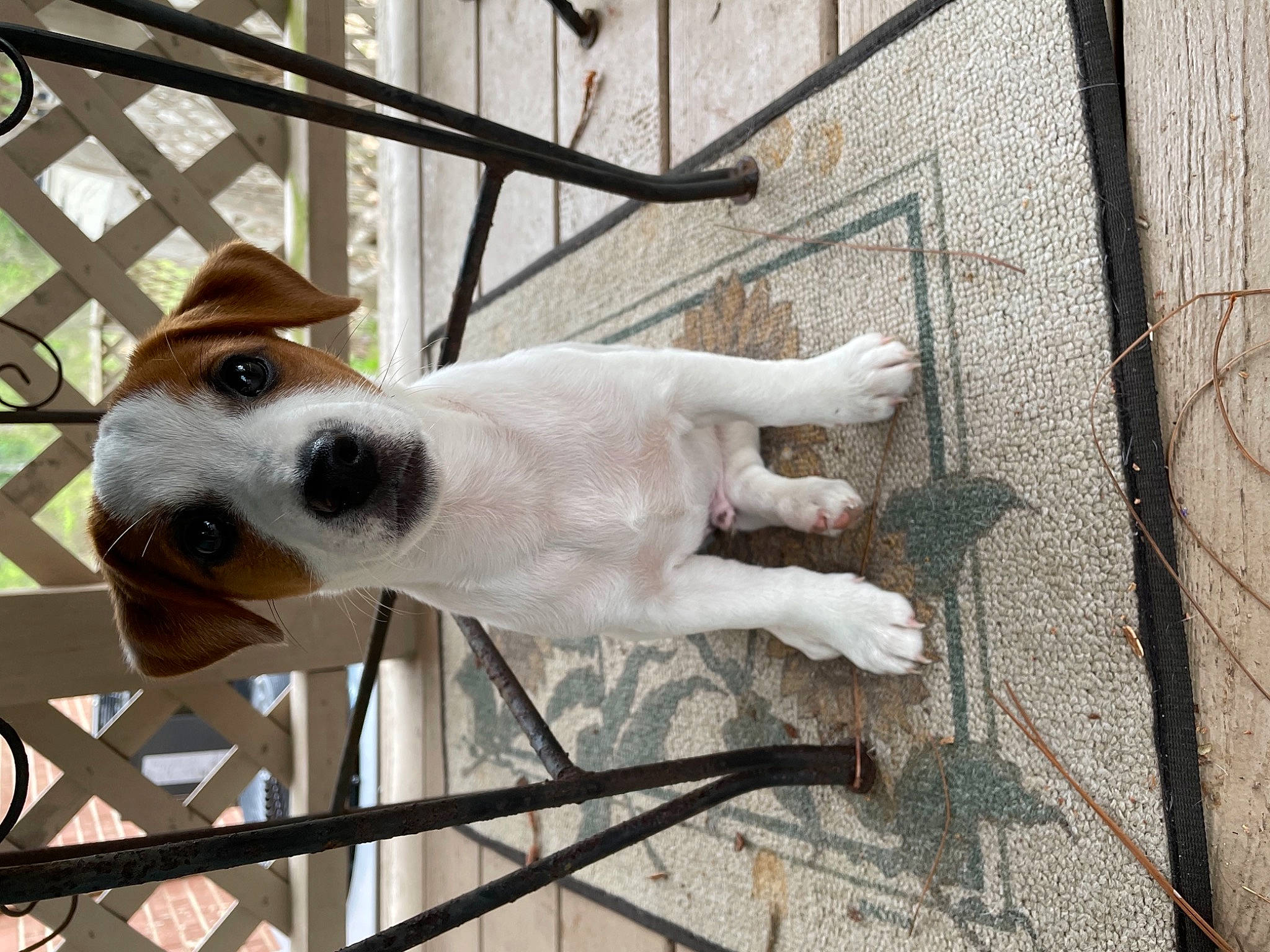 Douglas joined the competition — help win amazing prizes! canidae, carnivore, collar, companion_dog, composite_material, dog, dog_breed, dog_collar, fawn, fur, mammal, metal, non_sporting_group, paw, pet_supply, snout, sporting_group, tail, wood, working_animal