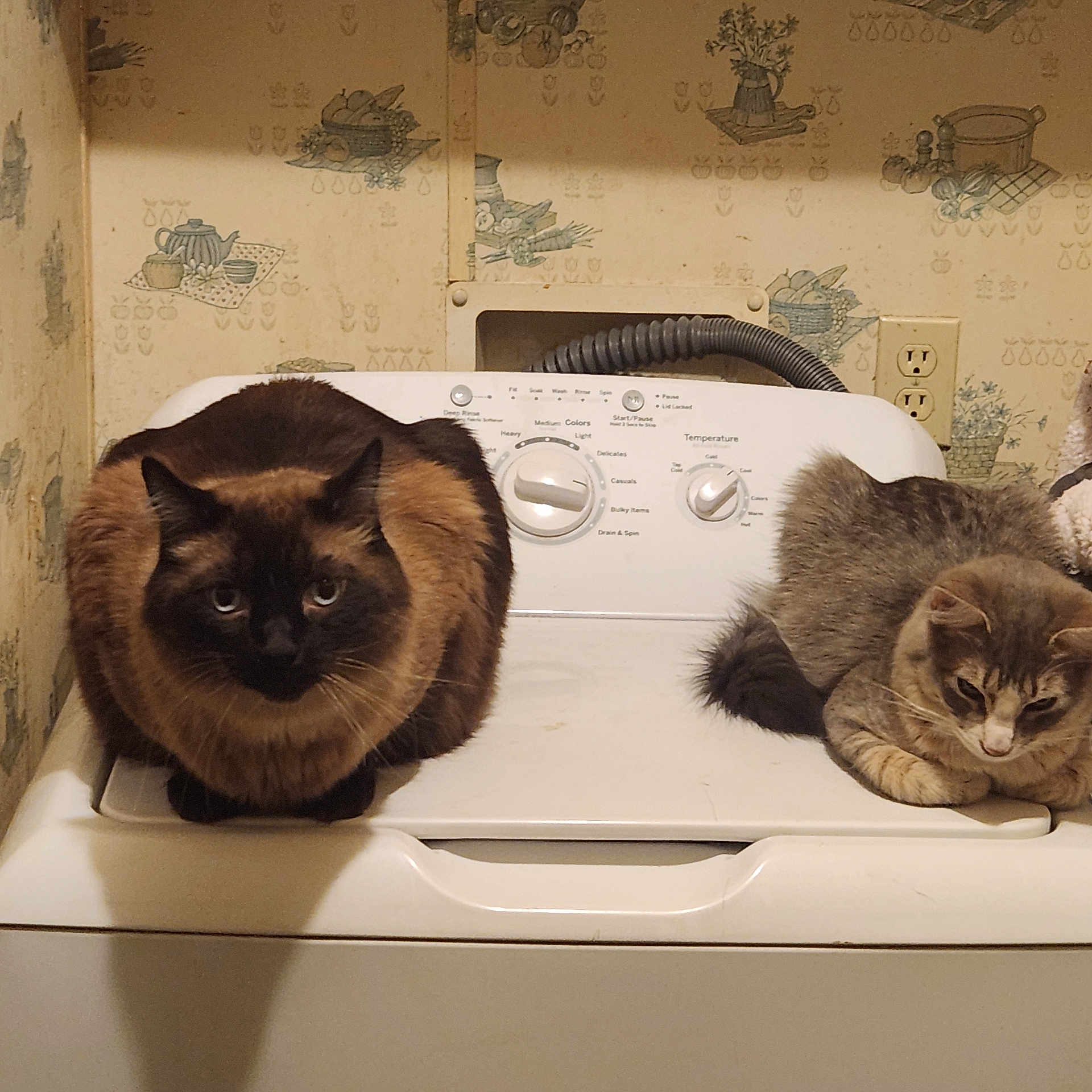 Floyd is registered to the contest to win money with this photo: abyssinian, animal, appliance, blackcat, cat, cooker, device, electricaldevice, hardwood, kitten, laundry, manx, pet, siamese, sink, sinkfaucet, washer, wood