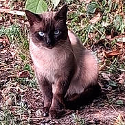 Siam a rejoint le concours — aidez-le/la à gagner de superbes lots ! cat, siamese_cat, blue_eyes, animal, pet, outdoor, nature, leaf, ground, grass, brown, green, fur, sitting, wildlife, mammal, cute, portrait, eyes, animal_portrait