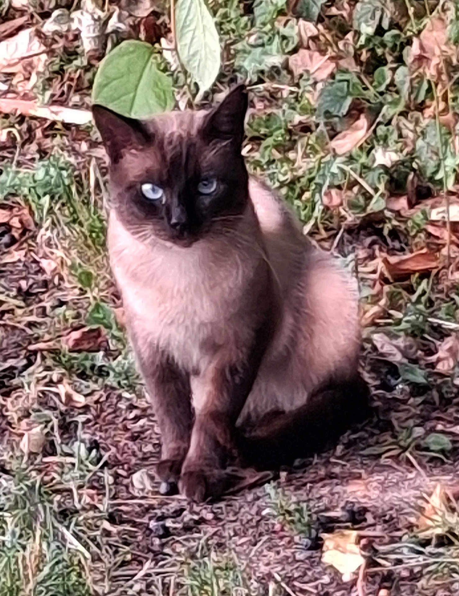 Siam a rejoint le concours — aidez-le/la à gagner de superbes lots ! cat, siamese_cat, blue_eyes, animal, pet, outdoor, nature, leaf, ground, grass, brown, green, fur, sitting, wildlife, mammal, cute, portrait, eyes, animal_portrait