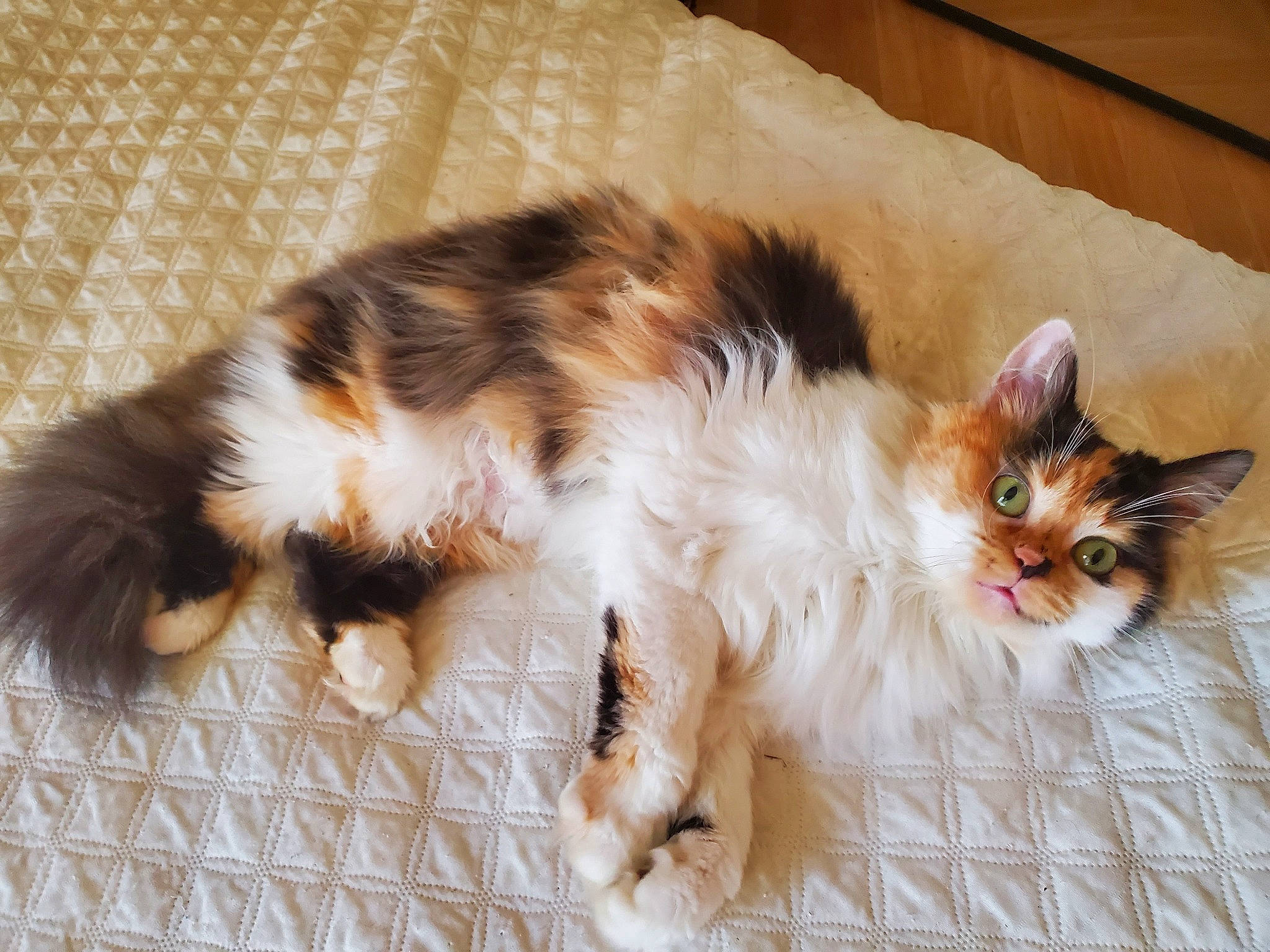 Sally participe au concours pour gagner de l'argent avec cette photo : bed, carnivore, cat, claw, comfort, domestic_short_haired_cat, fawn, felidae, foot, fur, lap, nap, paw, small_to_medium_sized_cats, snout, tail, whiskers