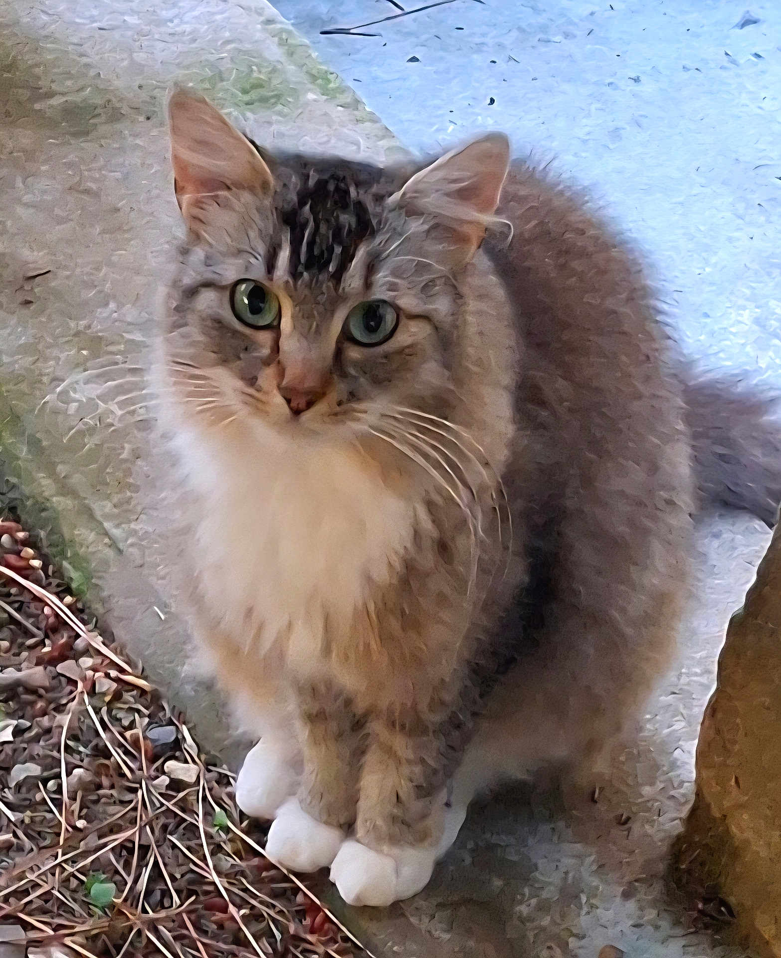 Lady a rejoint le concours — aidez-le/la à gagner de superbes lots ! alert, animal, cat, closeup, cute, ears, feline, fluffy, fur, green_eyes, nature, outdoor, pet, portrait, sitting, stone_surface, stones, twigs, whiskers, white_paws