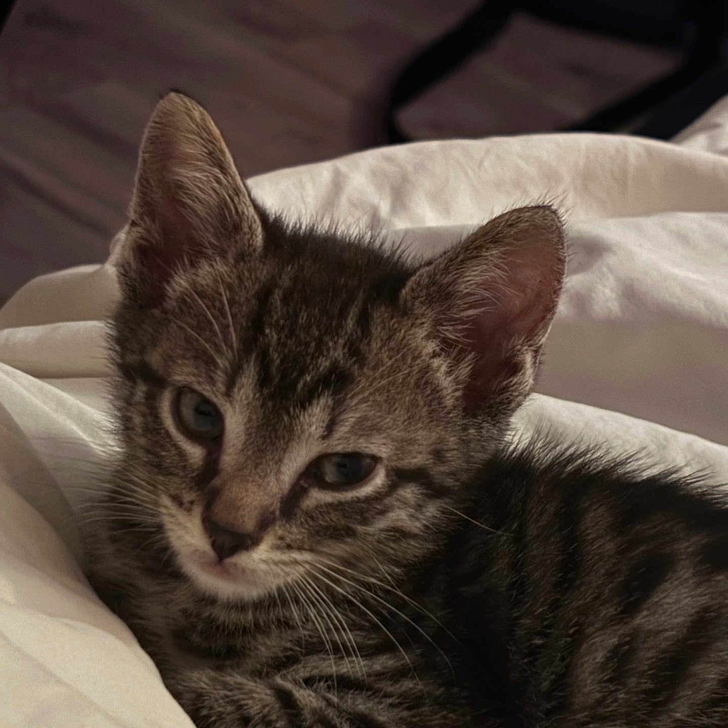 Leo is registered to the contest to win money with this photo: animal, blanket, cat, closeup, cozy, cute, domestic, ears, eyes, feline, fur, indoor, kitten, pet, resting, sleepy, soft, tabby, whiskers, young