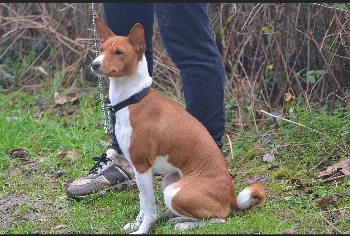 Salou a rejoint le concours — aidez-le/la à gagner de superbes lots ! ancient_dog_breeds, carnivore, collar, companion_dog, dog, dog_breed, dog_collar, dog_supply, fawn, hound, hunting_dog, non_sporting_group, plant, snout, tail, terrestrial_animal
