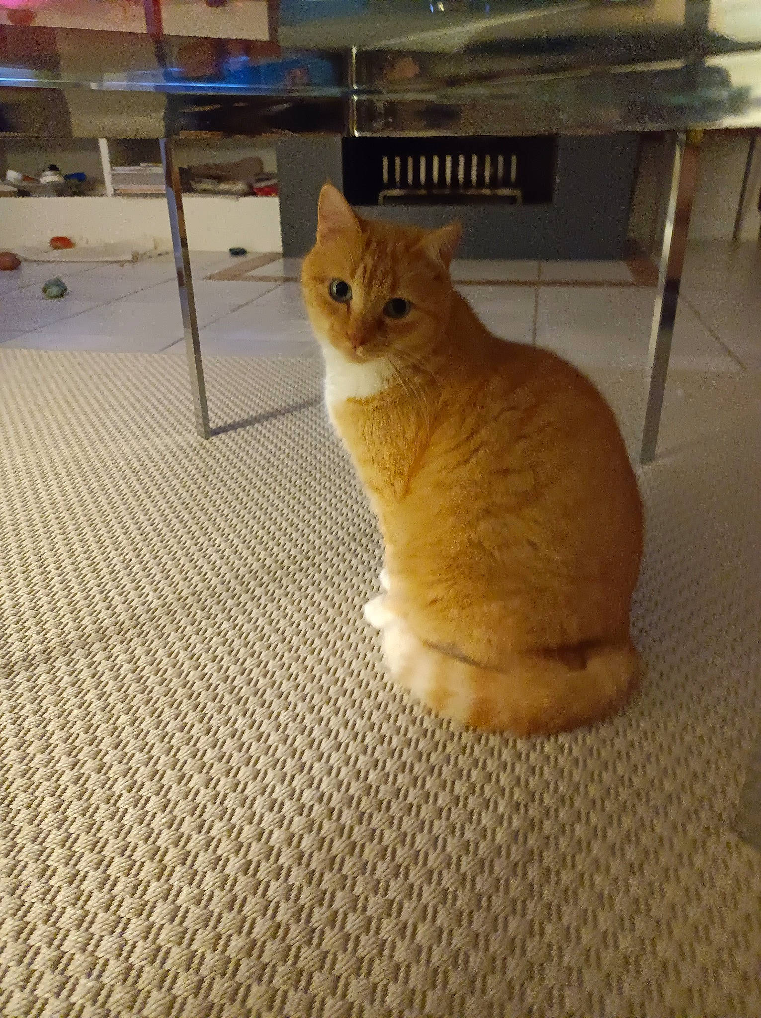 Noisette participe au concours pour gagner de l'argent avec cette photo : carnivore, cat, claw, comfort, domestic_short_haired_cat, eye, fawn, felidae, flooring, foot, fur, hardwood, paw, pet_supply, small_to_medium_sized_cats, snout, tail, terrestrial_animal, whiskers, wood