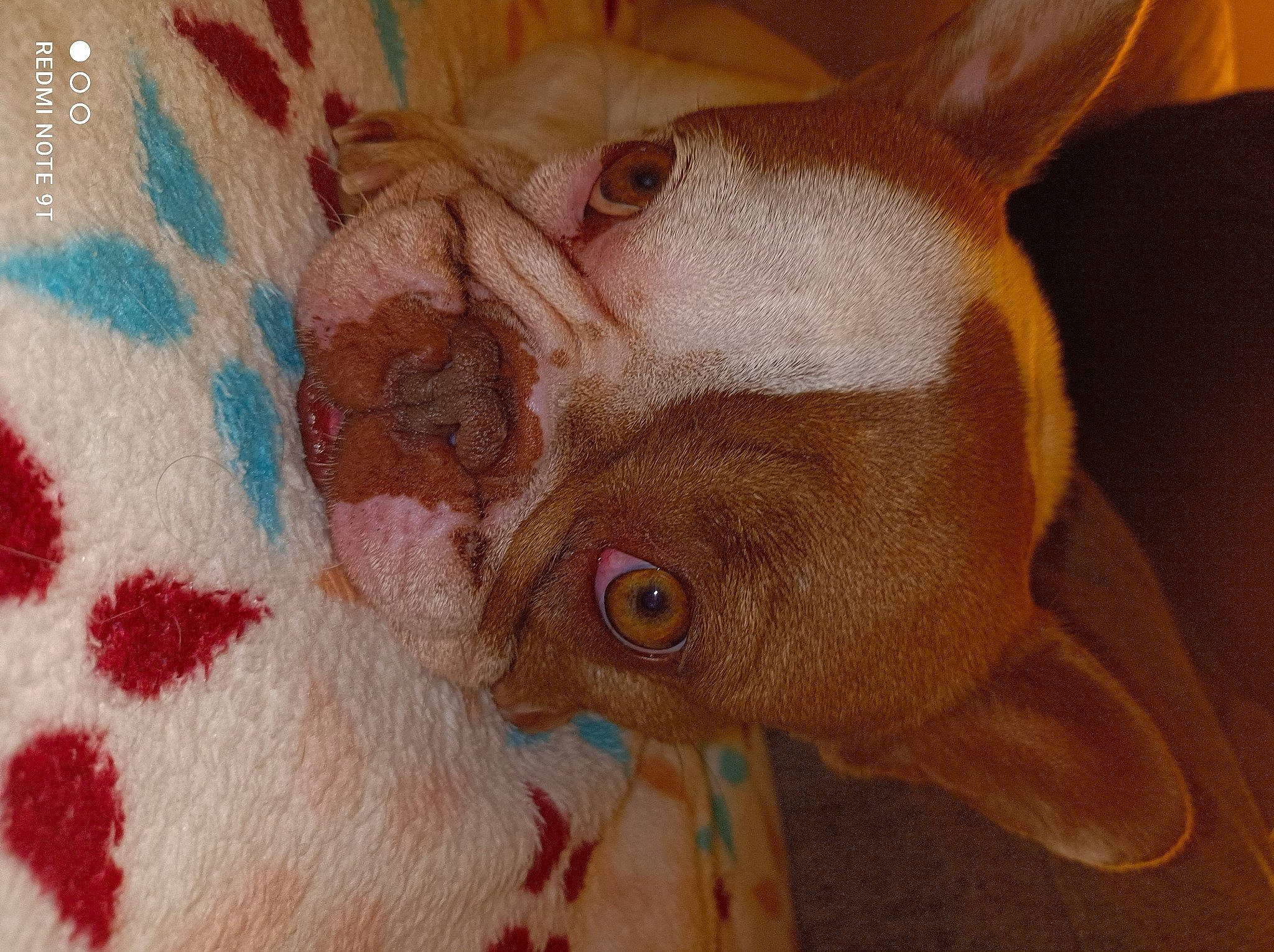 Violette a rejoint le concours — aidez-le/la à gagner de superbes lots ! art, canidae, companion_dog, creative_arts, dog, dog_breed, ear, fawn, fish, iris, liver, pattern, peach, snout, tail, terrestrial_animal, visual_arts, whiskers, working_animal, wrinkle