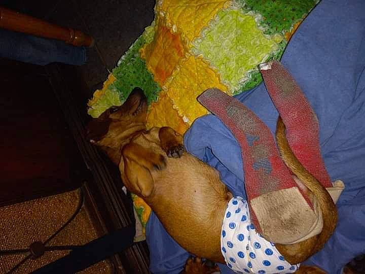 Monty is registered to the contest to win money with this photo: art, canidae, carnivore, comfort, craft, dog, fashion_accessory, fawn, hat, human_leg, linens, paper, pattern, plush, stuffed_toy, tints_and_shades, visual_arts, wood, working_animal, world