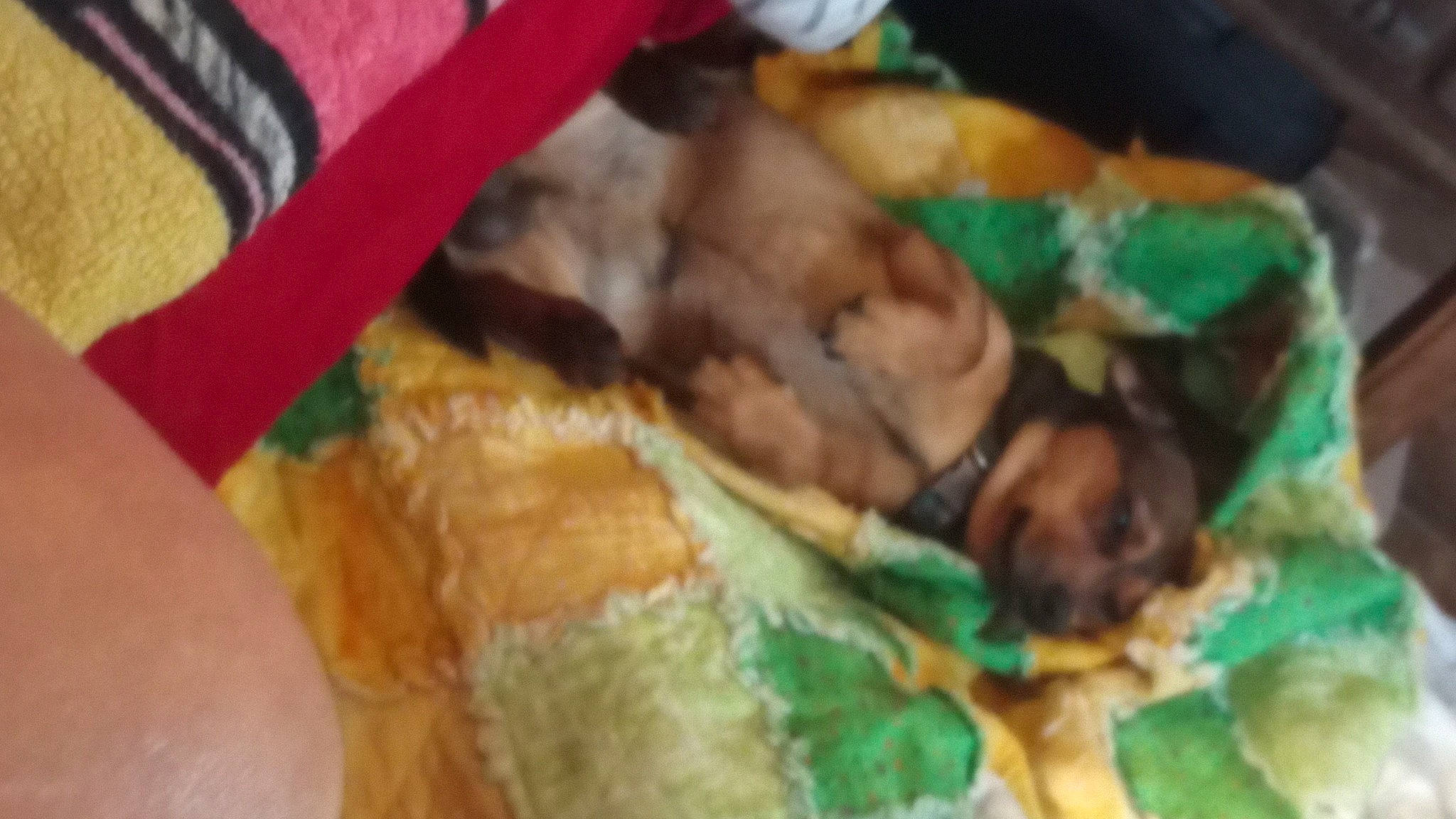 Hercules is registered to the contest to win money with this photo: canidae, carnivore, companion_dog, dog, dog_breed, dog_supply, fawn, linens, liver, nap, sporting_group, toy_dog, working_animal