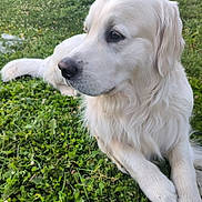 Sonic a rejoint le concours — aidez-le/la à gagner de superbes lots ! dog, golden_retriever, grass, outdoor, animal, pet, nature, greenery, laying_down, fur, canine, field, leaf, flower, closeup, mammal, relaxing, daylight, side_view, peaceful