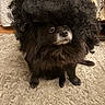 Dejah joined the competition — help win amazing prizes! afro_wig, animal, black_dog, carpet, curly_wig, cute, dog, domestic_animal, expression, eyeball, floor, funny, fur, furry, indoor, pet, portrait, sitting, small_dog, whiskers